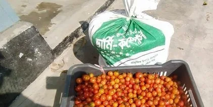চেরি টমেটো