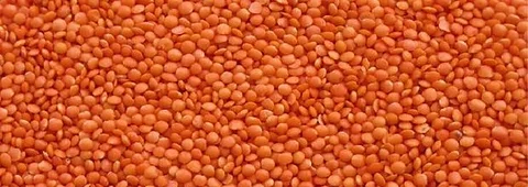 মসুর ডাল