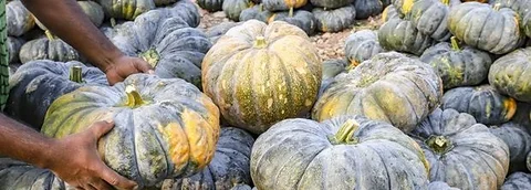 পাইকারি মিস্টি কুমড়া
