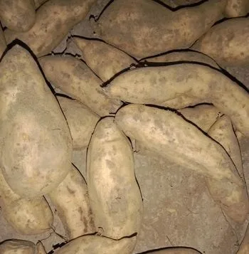 মিষ্টি আলু
