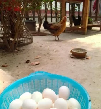 দেশি ডিম