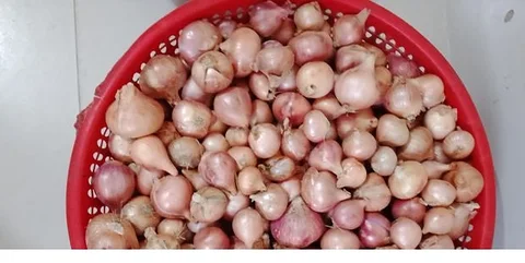পিয়াজ