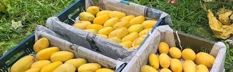 বারোমাসি কাটিমন আম