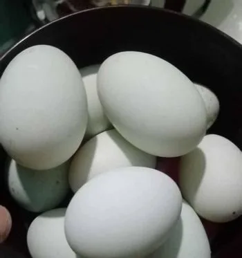 হাঁসের ডিম