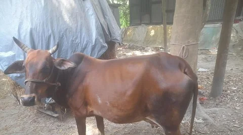 Cow