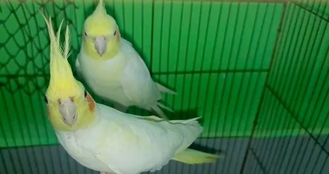 কোকাটেল পাখি