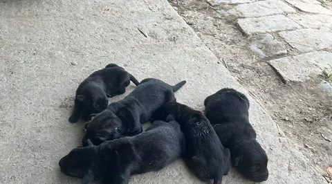 German shepherd