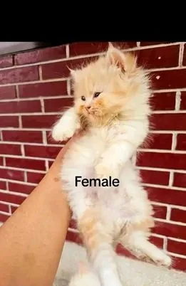 Traditional Pure Persian Cat