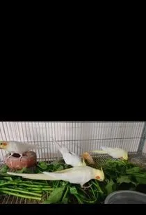 কোকাটেল হোমব্রিড রানিং পেয়ার