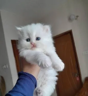 Persian cat kittens