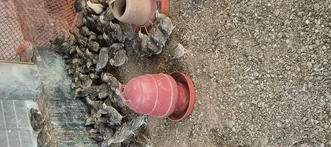 কোয়েল পাখি