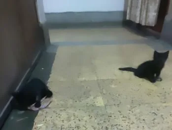 বিড়াল বিক্রি হবে