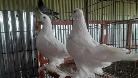 রোমাগনল কবুতর বিকরি