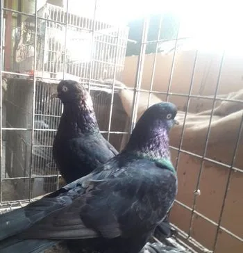 সৌখিন কবুতর বিক্রি