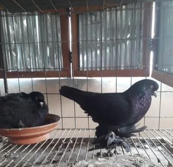 কবুতর বিক্রি