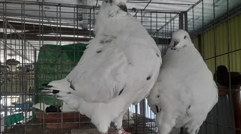 ফিলব্যাক, কিং