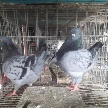মুন্ডিয়ান কবুতর