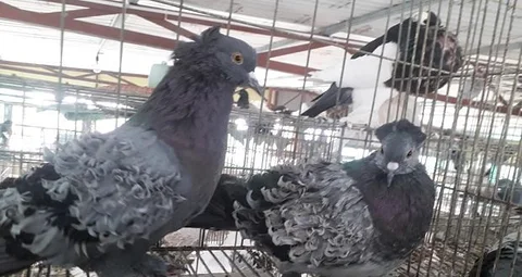 ফিলব্যাক কবুতর বিকরি