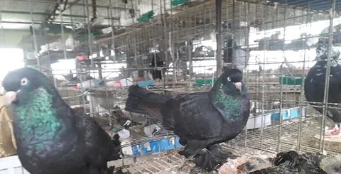 ডাস্ট টামলার কবুতর বিক্রি