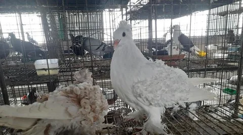 ফিলব্যাক কবুতর বিক্রি