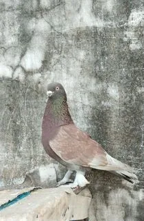 গিরিবাজ নর কবুতর