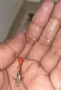 হাপ ডাম্বু গাপ্পি জোড়া