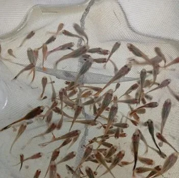 গাপ্পি ফিস