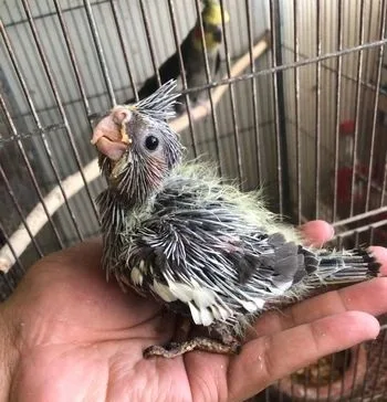 Gray cocaktail baby