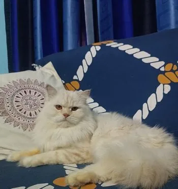 Persian cat