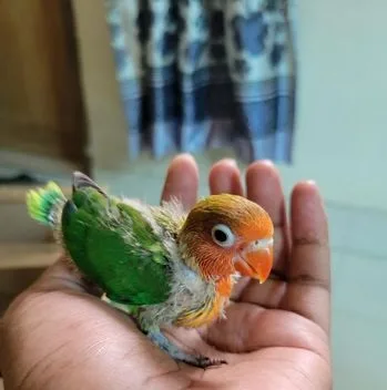 Lovebird Tame Size Baby