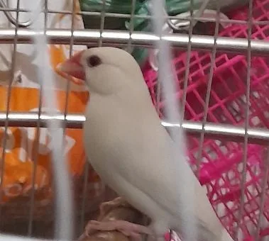 জাভা পাখি বিক্সি