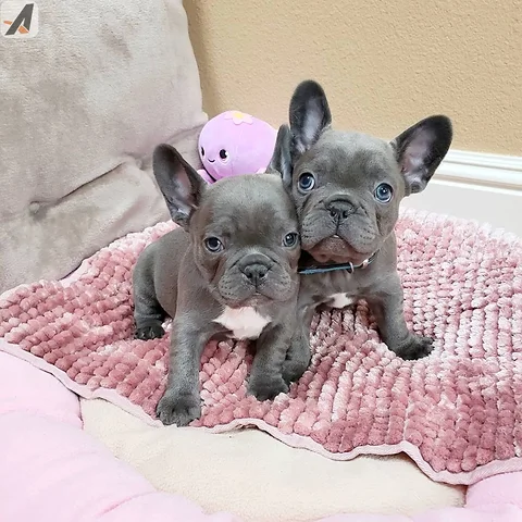 Awesome French bulldog Puppies Available