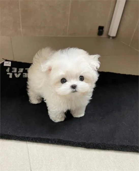 Two Teacup Maltese Puppies Needs a New Family
