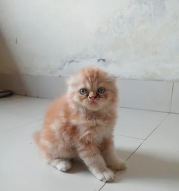 Scottish Highland Fold Kitten