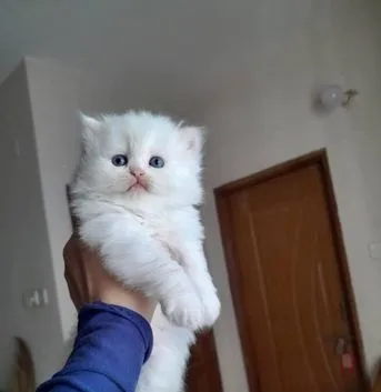 Persian cat kittens