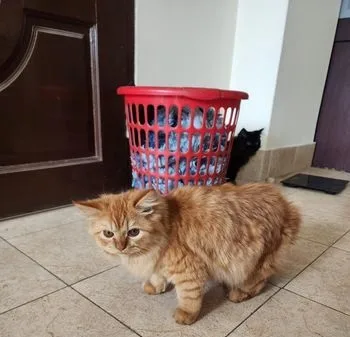 Persian Male Cat
