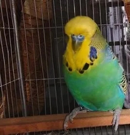 English Adult Pair Budgerigar
