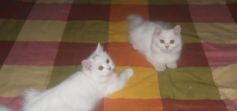Persian cat