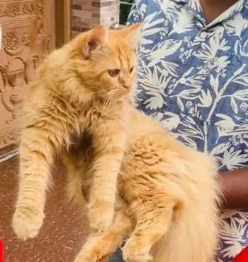 পিউর পারসিয়ান বিড়াল