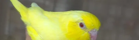 Forpus -lotino Female