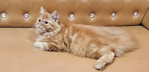 Persian Cat