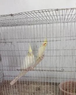 রানিং ককাটেইল পাখি