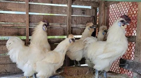 ইউরোপিয়ান সিল্কি মুরগি
