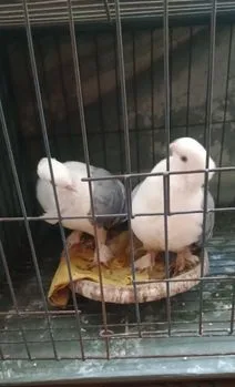 শার্টিন কবুতর