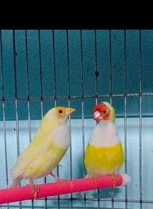 গোল্ডিয়ান ফিঞ্চ