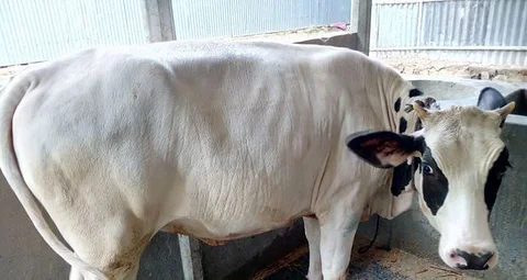 বকনা