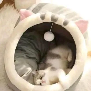 Cats bag