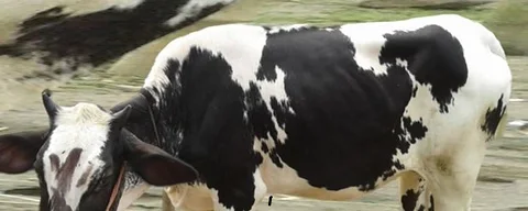4067 নং বকনা কিনুন