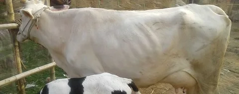 ৩০৯৬নং গাভী উন্নত জাতের ।