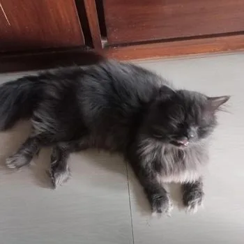 Parcian Cat Sale